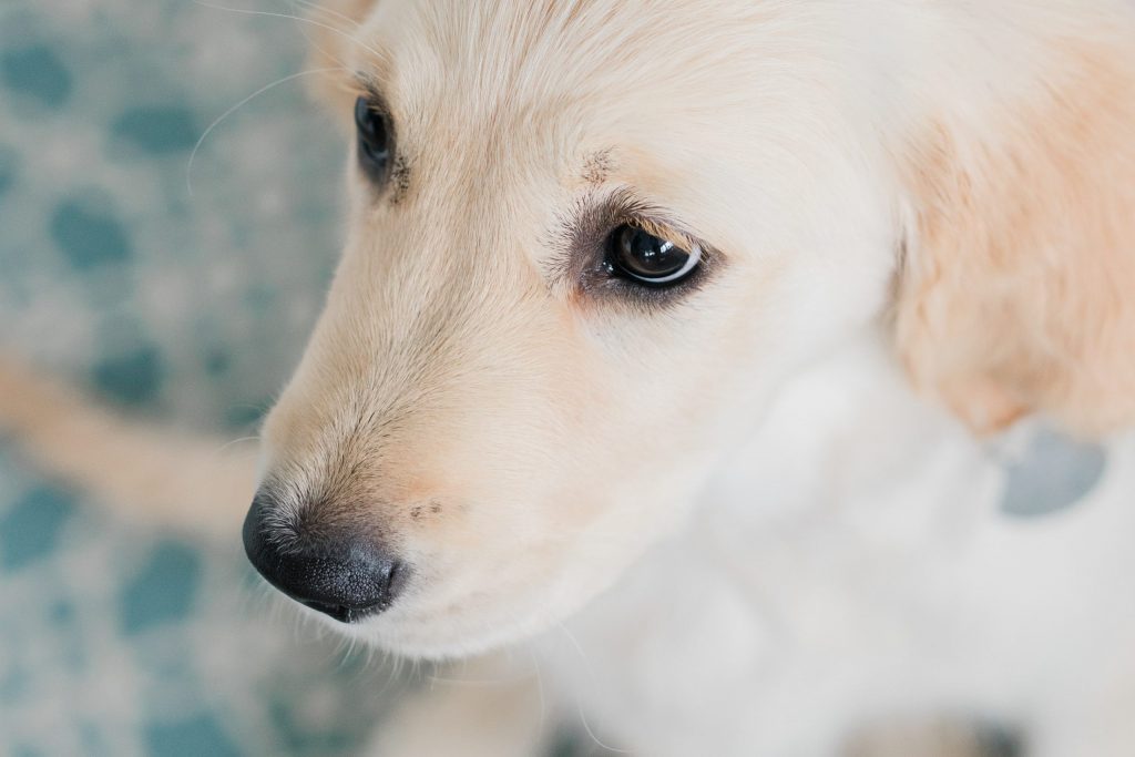 Fotoshoot Golden Retriever pup